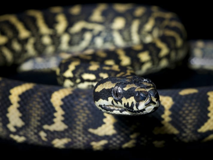 Jungle Carpet Python Care Tips
