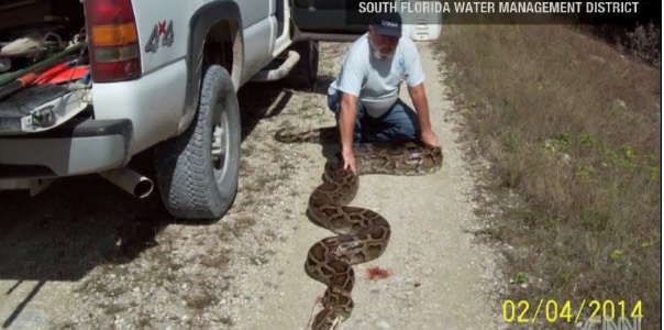 18-Foot Burmese Python Captured Near Florida’s Everglades National Park