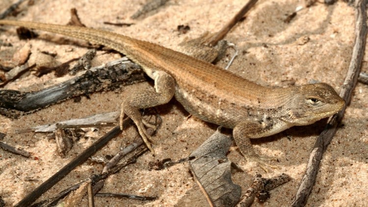 Texas Seeks Approval For Rewritten Plan To Protect Dunes Sagebrush Lizard