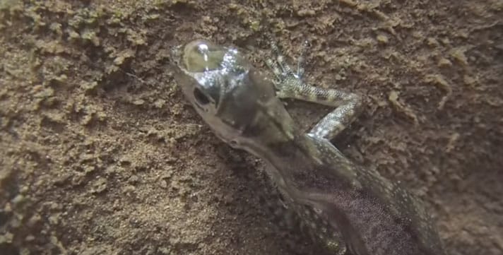 Scuba Anole Stays Submerged For 16 Minutes