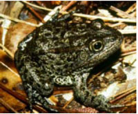 Developer Works Toward Land Swap To Protect Mississippi Gopher Frog Habitat