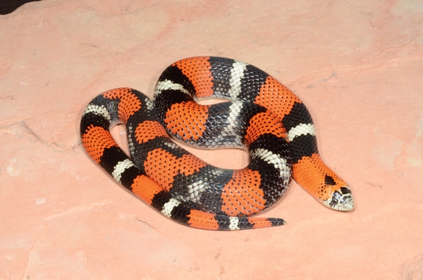Herp Queries: Tricolor Hognose Snakes