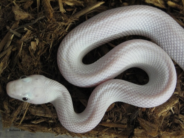 Alabama Man Finds Big Ol' Rat Snake In His Toilet