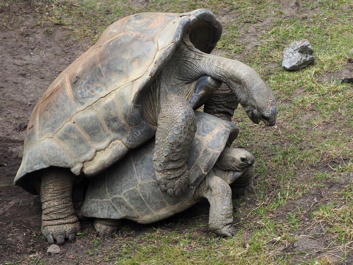 Jonathan, A 186-Year-Old Male Tortoise Has Spent 26 Years Trying To Mate With Another Male
