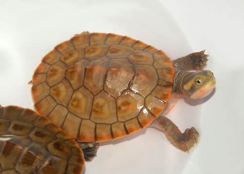 Pink-Bellied Side-Necked Turtle Care Sheet