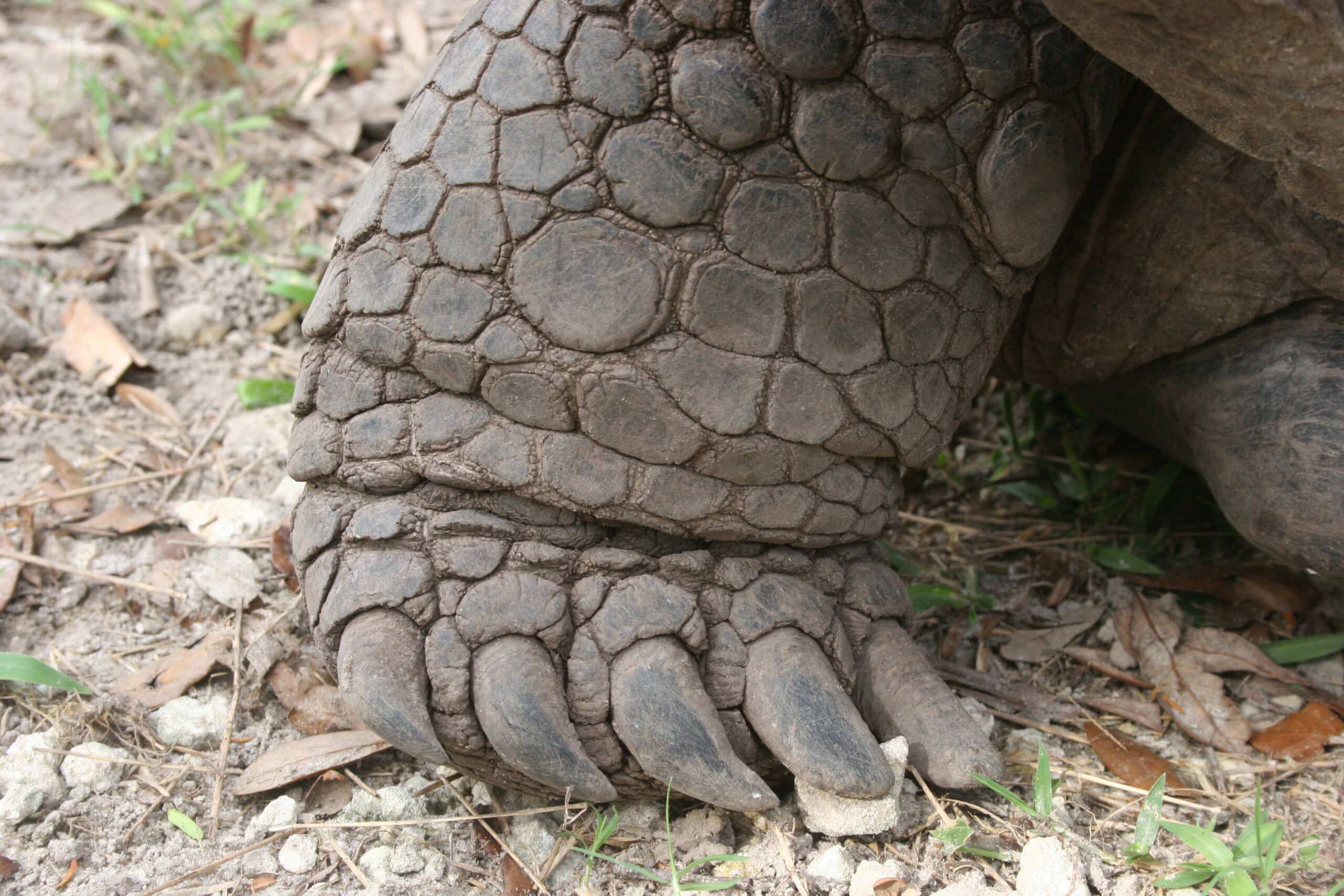 History of the Galapagos Tortoise