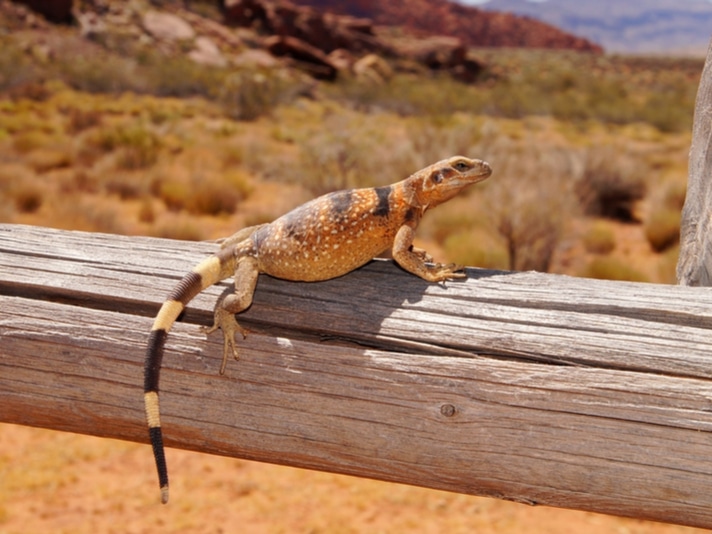 Nevada To Consider Banning Or Limiting Commercial Collection Of Wild Reptiles