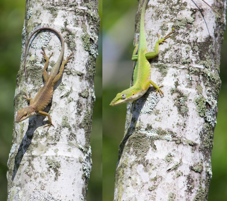 Seeking Support For New Research Investigating Color Change In Green Anoles