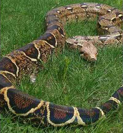 Pet Boa Constrictor Missing In Minnesota