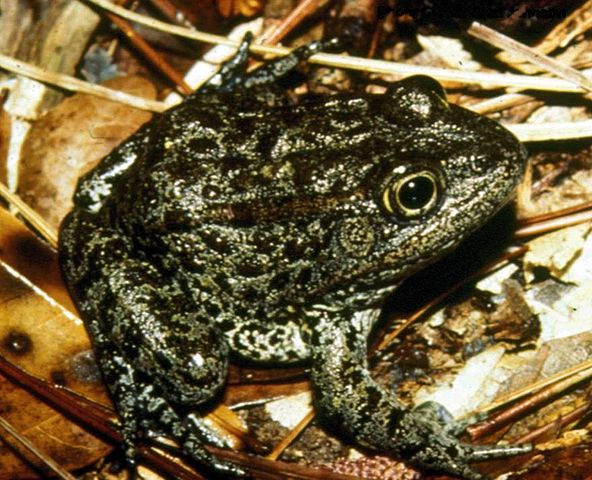 Dusky Gopher Frog Gets 170 Acres In Agreement With Mississippi Developer