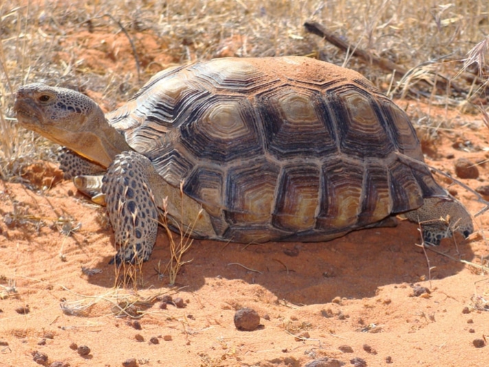 Three-Legged Desert Tortoise Finds New Home At Posh Arizona Resort