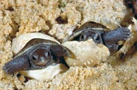 Breeding Diamondback Terrapins