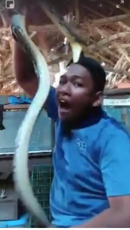 This Is Why You Shouldn't Taunt A Snake