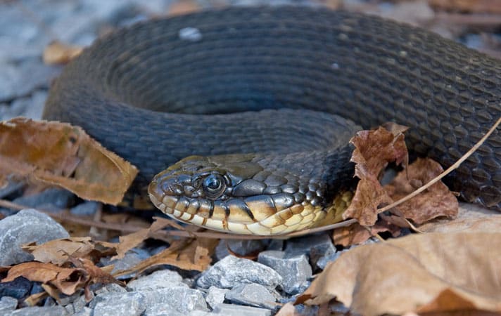 Northern Water Snake Grabs A Catfish Dinner