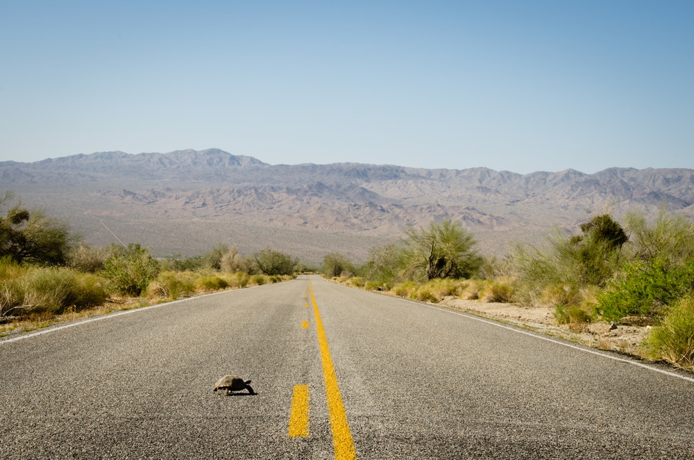 Endangered Mojave Desert Tortoise May Stop Potential Road Project In Utah