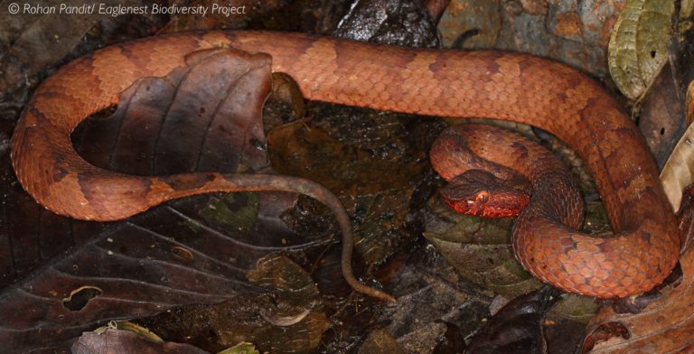 New Pit Viper Species Discovered in India