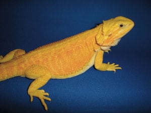 Breeder’s Choice – Hypo-Translucent Bearded Dragon