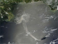 Gulf Of Mexico Oil Spill’s Impact On Wildlife