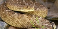 Western Diamondback200