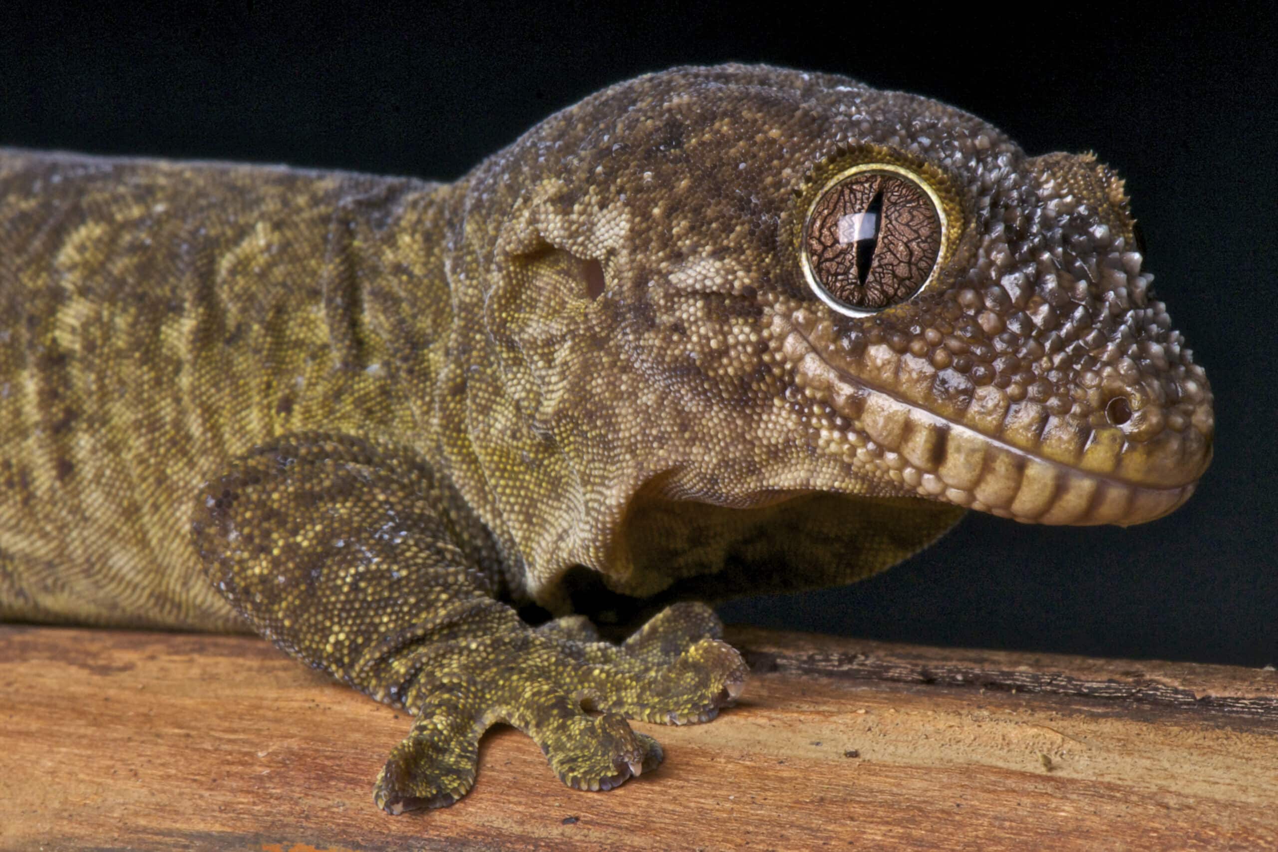 Rough-Snouted Gecko Breeding