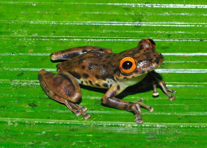 New Treefrog Species Discovered Near Brazil’s Abandoned Trans-Amazonian Highway