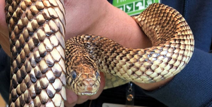 Florida Kingsnake In NorCal With Bad Burns On His Body Ready For Adoption