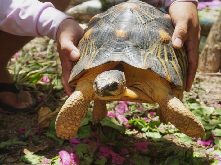 More Than 10,000 Critically Endangered Radiated Tortoises Seized From Home In Madagascar