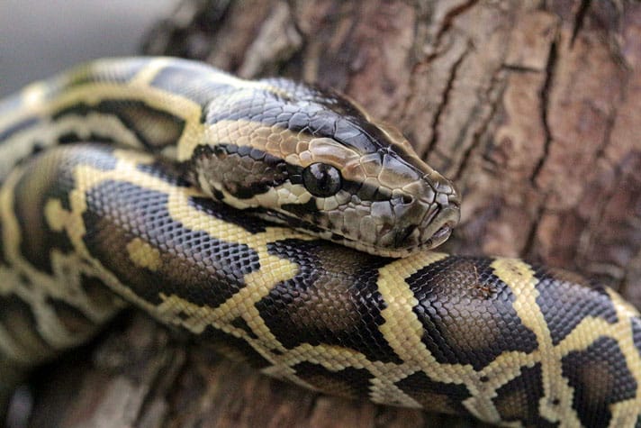 Monk In Myanmar Takes In Pythons, Other Snakes Rescued From Black Market