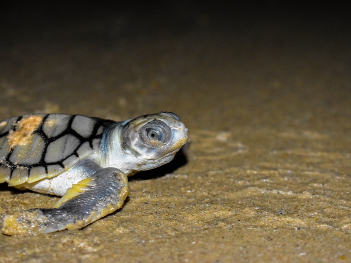 Scientists To Study Lesser Known Flatback Sea Turtle