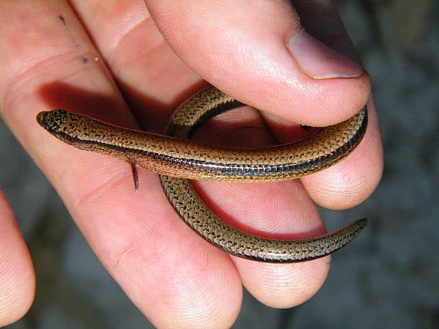 Three-toed Skink’s Ability To Give Birth And Lay Eggs May Signal Evolutionary Shift