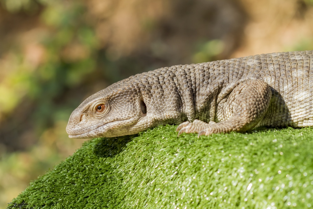 Savannah Monitor Bite