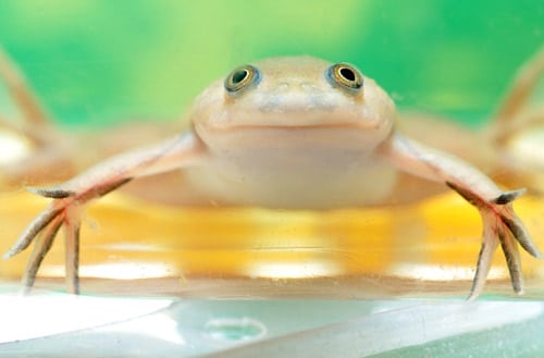 Frog Sterility And Human Medicine