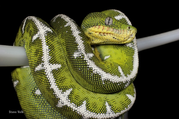 Expert Care For The Emerald Tree Boa - Reptiles Magazine