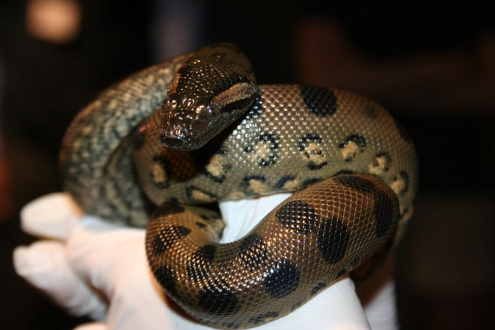 Two Anaconda Born Via Parthenogenesis At New England Aquarium