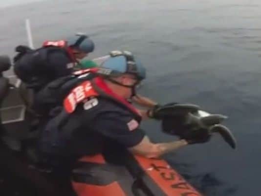 Coastguardsmen Untangle Two Sea Turtles Caught In Fishing Line Off Central America