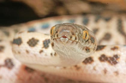 Antaresia Pythons