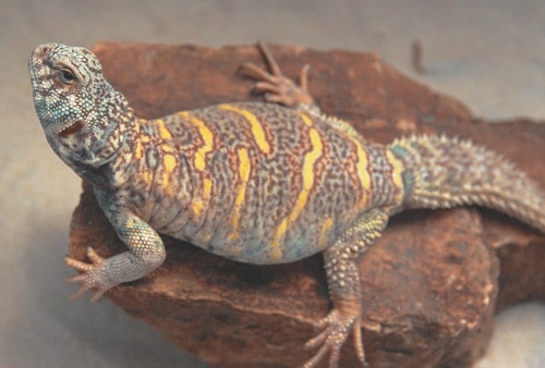 Uromastyx Mating And Fighting