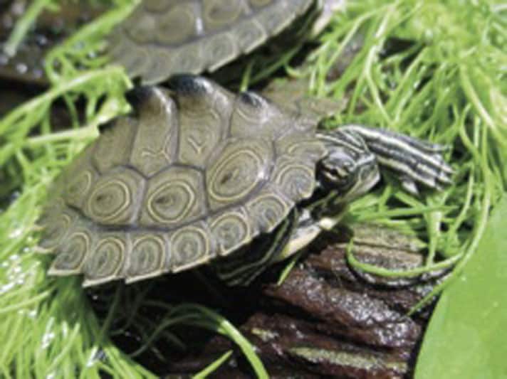 Mississippi Map Turtle Care Map Turtle Care And Information - Reptiles Magazine