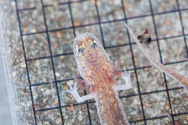 A Fragile Balance: The Endangered Barton Springs Salamanders of Texas