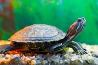 Georgia To Regulate Freshwater Turtle Trade