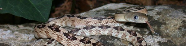 Trans Pecos Rat Snake