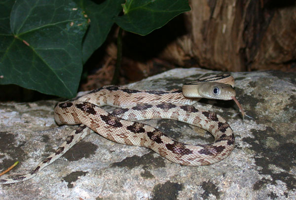 Breeding Trans-Pecos Rat Snakes