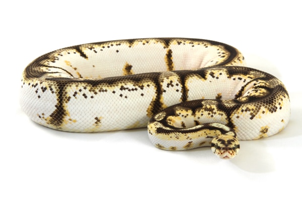 The Ever-Popular And Wonderfully Colored Ball Python