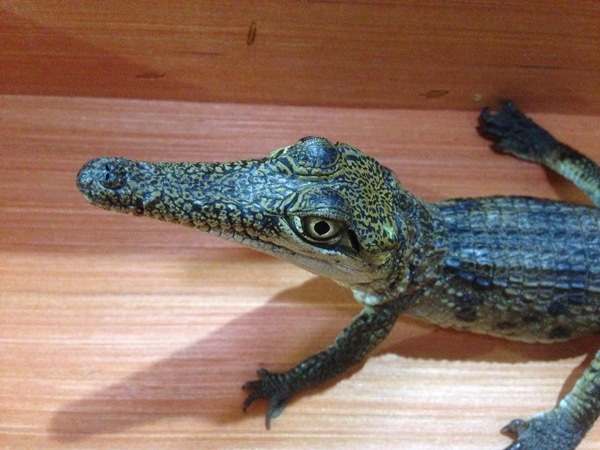 Phoenix Herpetological Society Receives 10 Australian Freshwater Crocodiles