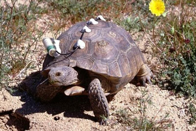 Drought Linked To Decline Of Desert Tortoise In California's Sonoran Desert