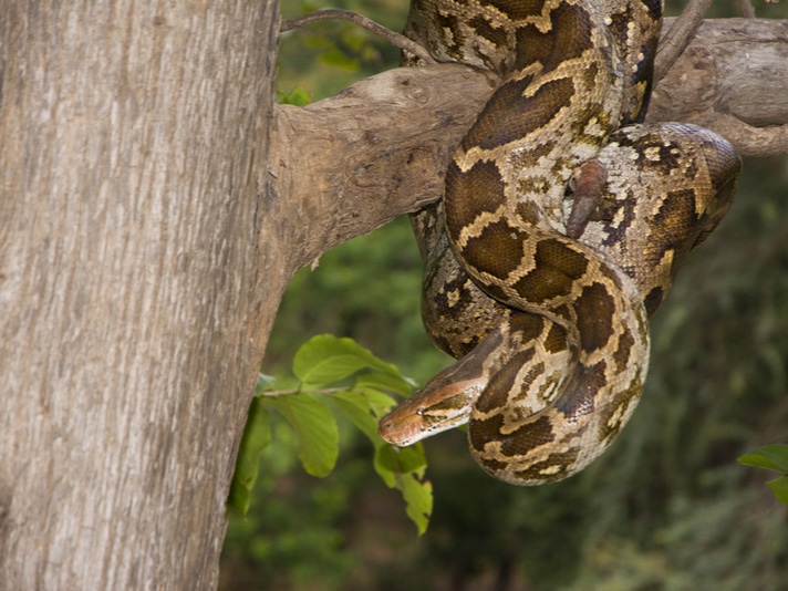 Monkey Brains Hardwired To Fear Snakes
