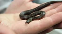 Eight Tentacled Snakes Born At National Zoo In Washington D.C.