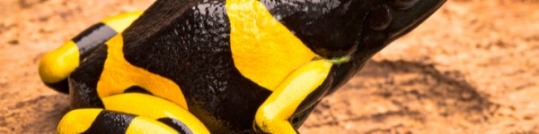 Dendrobates Leucomelas Shutterstock 280488080