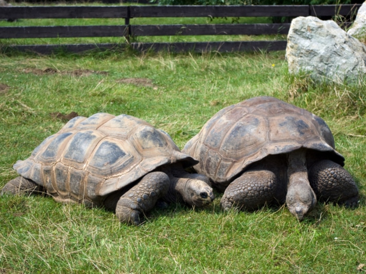 Seychelles President Gifts Pair Of Aldabra Giant Tortoises To India