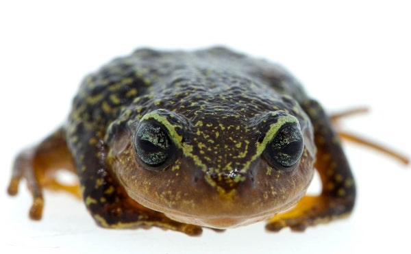 Colombia Has Kicked Out a New Species of Andean Frog That Looks Like Jack Nicholson